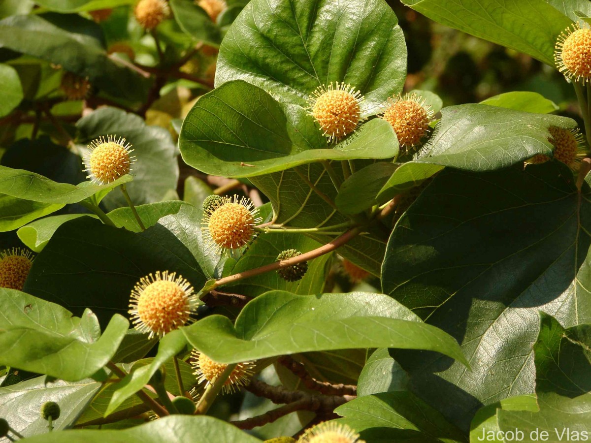 Adina cordifolia (Roxb.) Brandis